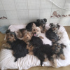 Photo №1. yorkshire terrier - à vendre en ville de Lisbon | 250€ | Annonce №47075