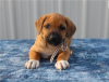 Photo №1. chien de rhodésie à crête dorsale - à vendre en ville de Bonn | négocié | Annonce №103078