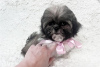 Photo №1. shih tzu - à vendre en ville de Berlin | 350€ | Annonce №107505