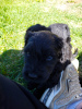 Photo №3. Les chiots Black Russian Terrier sont proposés par le plus ancien chenil de. Fédération de Russie