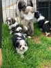 Photos supplémentaires: Adorables chiots Shih Tzu à adopter gratuitement