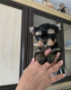 Photo №3. Magnifique fille Yorkie. Turquie