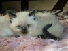 Photo №1. ragdoll - à vendre en ville de Калифорния Сити | 331€ | Annonce № 112155