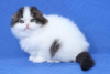 Photo №3. GCCF reg Scottish Fold Chatons. La finlande