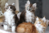 Photo №3. Chatons Maine Coon testés disponibles maintenant. Allemagne