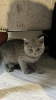 Photo №2 de l'annonce № 108606 de la vente british shorthair - acheter à Allemagne annonce privée, de la fourrière, de l'abri, éleveur