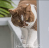 Photo №2 de l'annonce № 109692 de la vente british shorthair - acheter à Allemagne annonce privée