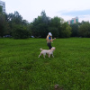 Photo №3. Je suggère pour accoupler un chien Labrador. Fédération de Russie