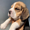 Photo №1. beagle - à vendre en ville de Varsovie | négocié | Annonce №100259