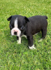 Photo №3. Adorables chiots Boston Terrier en adoption gratuite. Allemagne