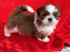 Photo №1. shih tzu - à vendre en ville de Hendersonville | 284€ | Annonce №84039