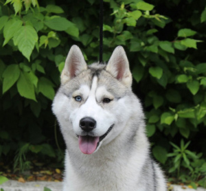 Photo №4. Je vais vendre husky de sibérie en ville de Omsk. éleveur - prix - 358€