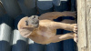 Photo №2 de l'annonce № 43099 de la vente cane corso - acheter à Fédération de Russie annonce privée