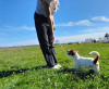 Photo №3. Jack Russell Terrier en Fédération de Russie. Annonce № 63281