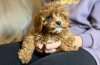 Photo №3. chiots cavapoo. Estonie