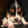 Photo №1. basset hound - à vendre en ville de Лида | négocié | Annonce №25446