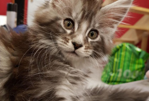 Photo №4. Je vais vendre maine coon en ville de Saint-Germain-lès-Arpajon. annonce privée - prix - 1300€