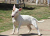 Photos supplémentaires: Chiots bull terrier miniatures