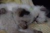 Photo №3. Chatons Champion Ragdoll disponibles pour les foyers aimants. Espagne