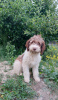 Photos supplémentaires: Chiots Lagotto Romagnolo de race pure