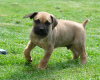 Photos supplémentaires: Chiots Boerboel (Mâtin sud-africain)