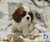 Photo №4. Je vais vendre cavalier king charles spaniel en ville de Minsk. éleveur - prix - négocié