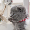 Photo №1. british shorthair - à vendre en ville de Berlin | 300€ | Annonce № 101735