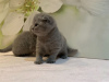 Photo №3. 2 chatons Scottish Fold en bonne santé à vendre près de chez vous. Allemagne