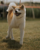 Photo №4. Je vais vendre akita (chien) en ville de Siedlisko. éleveur - prix - 1433€
