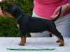 Photo №2 de l'annonce № 116263 de la vente pinscher allemand - acheter à Pologne éleveur