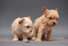 Photo №3. Magnifiques chiots maltipoo. Allemagne