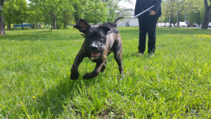 Photos supplémentaires: chiots canne corso