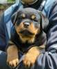 Photo №4. Je vais vendre rottweiler en ville de Калинковичи. de la fourrière - prix - 1000€