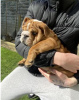 Photo №1. bulldog anglais - à vendre en ville de Munich | 350€ | Annonce №107527