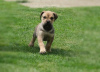 Photos supplémentaires: Chiots Boerboel (Mâtin sud-africain)