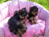 Photo №1. yorkshire terrier - à vendre en ville de Los Angeles | Gratuit | Annonce №84847