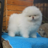 Photo №4. Je vais vendre spitz nain en ville de Bamberg. annonce privée - prix - 360€