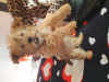 Photo №4. Je vais vendre yorkshire terrier en ville de Penthaz. annonce privée - prix - 800€