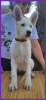 Photo №3. Chiots Berger Blanc Suisse. Serbie