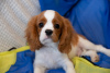 Photo №4. Je vais vendre cavalier king charles spaniel en ville de Cracovie. annonce privée - prix - 1800€