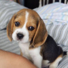 Photo №3. Fantastique portée de chiots beagle. Allemagne