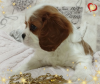 Photos supplémentaires: FILLE PROMETTEUSE Cavalier King Charles Spaniel