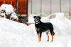 Photo №4. Je vais vendre chien bâtard en ville de Москва. annonce privée - prix - Gratuit