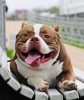 Photos supplémentaires: American Bully Kennel propose des chiots à la réservation