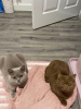 Photo №1. british shorthair - à vendre en ville de Davos | 300€ | Annonce № 96592