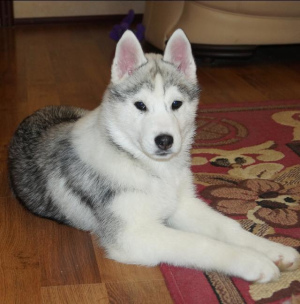 Photos supplémentaires: Vendre de beaux chiots Husky sibérien