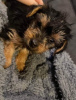 Photo №1. yorkshire terrier - à vendre en ville de Košice | négocié | Annonce №85078