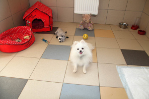 Photo №3. Hôtel pour chiens de petites races à Saint-Pétersbourg en Fédération de Russie