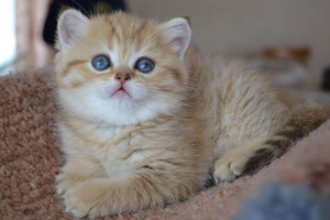 Photo №3. Chatons chinchilla d'or écossais à vendre, chatons nés le 01/28 /. Fédération de Russie