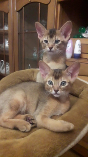 Photos supplémentaires: Abyssinian boys pure race